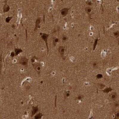 Immunohistochemistry-Paraffin: AKT3 Antibody [NBP1-80900] - Staining of human cerebral cortex shows strong nuclear and cytoplasmic positivity in neuronal cells.