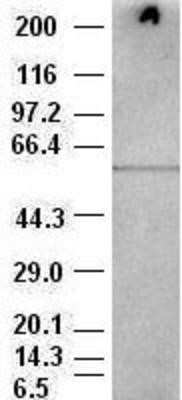 Western Blot: AKT3 Antibody (OTI9B2) - Azide and BSA Free [NBP2-71528] - AKT3 antibody ( 9B2 ) at 1:500 dilution + BALB/C 3T3 cell lysate