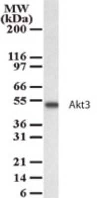 Western Blot: AKT3 Antibody [NB100-56345] - Analysis for AKT3 using NB100-56345 at 2 ug/ml dilution against 15 ug/lane of HeLa cell lysate.