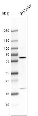 Western Blot: AKT3 Antibody [NBP1-80900] - Analysis in human cell line SH-SY5Y.