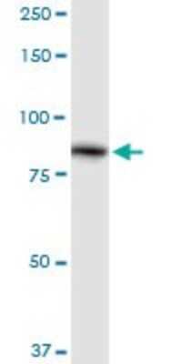 Western Blot: ALDH16A1 Antibody [H00126133-D01P] - Analysis of ALDH16A1 expression in human kidney.