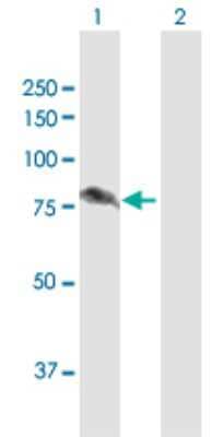 Western Blot: ALDH16A1 Antibody [H00126133-D01P] - Analysis of ALDH16A1 expression in transfected 293T cell line by ALDH16A1 polyclonal antibody.Lane 1: ALDH16A1 transfected lysate(85.10 KDa).Lane 2: Non-transfected lysate.