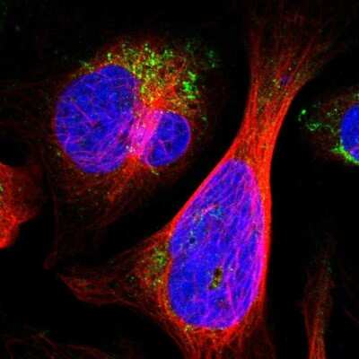 <b>Genetic Strategies Validation. </b>Immunocytochemistry/Immunofluorescence: ALDH18A1 Antibody [NBP1-83325] - Staining of human cell line U-2 OS shows localization to mitochondria. Antibody staining is shown in green.