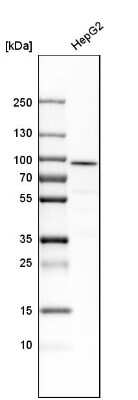 Western Blot: ALDH18A1 Antibody [NBP1-83324] - Analysis in human cell line HepG2.