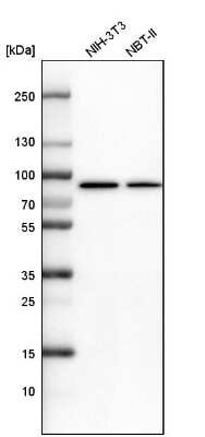 Western Blot: ALDH18A1 Antibody [NBP1-83324] - Analysis in mouse cell line NIH-3T3 and rat cell line NBT-II.