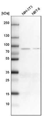 Western Blot: ALDH18A1 Antibody [NBP1-83325] - Analysis in mouse cell line NIH-3T3 and rat cell line NBT-II.