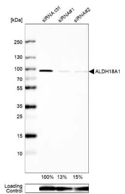 Western Blot ALDH18A1 Antibody