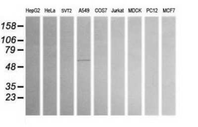 Western Blot: ALDH1A3 Antibody (OTI4E8) - Azide and BSA Free [NBP2-70154] - Analysis of extracts (35ug) from 9 different cell lines (HepG2: human; HeLa: human; SVT2: mouse; A549: human; COS7: monkey; Jurkat: human; MDCK: canine; PC12: rat; MCF7: human).