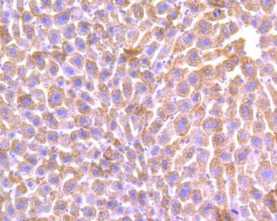 Immunohistochemistry-Paraffin: ALDH1L1 Antibody (JU53-54) [NBP2-75399] - Analysis of paraffin-embedded mouse liver tissue using anti-ALDH1L1 antibody. Counter stained with hematoxylin.