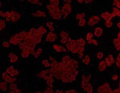 Immunocytochemistry/Immunofluorescence: ALDH2 Antibody (7-D8) [NBP2-67131] - Staining ALDH2 in HepG2 cells (red). Cells were fixed in paraformaldehyde, permeabilised with 0.25% Triton X100/PBS.