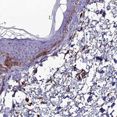 Immunohistochemistry-Paraffin: ALDH3B2 Antibody [NBP1-89148] - Staining of human skin shows high expression.