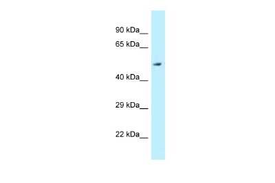 Western Blot ALDH3B2 Antibody - BSA Free
