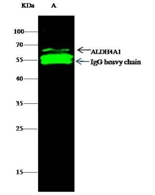 Immunoprecipitation: ALDH4A1 Antibody (001) [NBP2-90151] - ALDH4A1 was immunoprecipitated using: Lane A:0.5 mg HepG2 Whole Cell Lysate 2 uL anti-ALDH4A1 rabbit monoclonal antibody and 60 ug of Immunomagnetic beads Protein G. Primary antibody: Anti-ALDH4A1 rabbit monoclonal antibody,at 1:100 dilution Secondary antibody: Dylight 800-labeled antibody to rabbit IgG (H+L), at 1:5000 dilution Developed using the odssey technique. Performed under reducing conditions. Predicted band size: 62 kD. Observed band size: 62 kDa