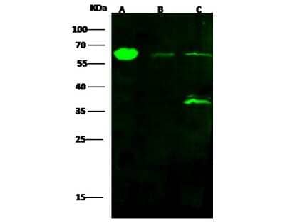 Western Blot: ALDH4A1 Antibody (001) [NBP2-90151] - Anti-ALDH4A1 rabbit monoclonal antibody at 1:500 dilution. Lane A: HepG2 Whole Cell Lysate. Lane B: K562 Whole Cell Lysate. Lane C: A549 Whole Cell Lysate. Lysates/proteins at 30 ug per lane. Secondary: Goat Anti-Rabbit IgG H&L (Dylight800) at 1/10000 dilution. Developed using the Odyssey technique. Performed under reducing conditions. Predicted band size:62 kD Observed band size:62 kDa (We are unsure as to the identity of these extra bands.)