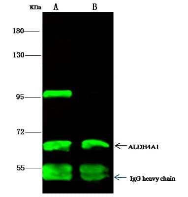 Immunoprecipitation: ALDH4A1 Antibody (002) [NBP2-90152] - ALDH4A1 was immunoprecipitated using: Lane A:0.5 mg Jurkat Whole Cell Lysate. Lane B:0.5 mg K562 Whole Cell Lysate. 2 uL anti-ALDH4A1 rabbit monoclonal antibody and 15 ul of 50% Protein G agarose. Primary antibody: Anti-ALDH4A1 rabbit monoclonal antibody,at 1:200 dilution. Secondary antibody: Dylight 800-labeled antibody to rabbit IgG (H+L), at 1:5000 dilution. Developed using the odssey technique. Performed under reducing conditions. Predicted band size: 62 kDa. Observed band size: 62 kDa.