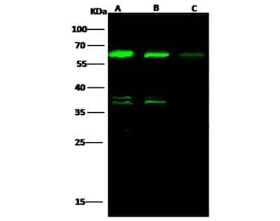 Western Blot: ALDH4A1 Antibody (002) [NBP2-90152] - Anti-ALDH4A1 rabbit monoclonal antibody at 1:500 dilution. Lane A: HepG2 Whole Cell Lysate. Lane B: K562 Whole Cell Lysate. Lane C: A549 Whole Cell Lysate. Lysates/proteins at 30 ug per lane. Secondary: Goat Anti-Rabbit IgG H&L(Dylight800) at 1/10000 dilution. Developed using the Odyssey technique. Performed under reducing conditions. Predicted band size: 62 kDa Observed band size: 62 kDa (We are unsure as to the identity of these extra bands.)