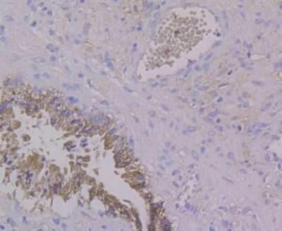 Immunohistochemistry-Paraffin: ALDH4A1 Antibody (7E2) [NBP2-75400] - Analysis of paraffin-embedded human prostate tissue using anti-ALDH4A1 antibody. Counter stained with hematoxylin.