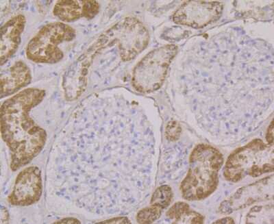 Immunohistochemistry-Paraffin: ALDH4A1 Antibody (7E3) [NBP2-75401] - Analysis of paraffin-embedded human kidney tissue using anti-ALDH4A1 antibody. Counter stained with hematoxylin.