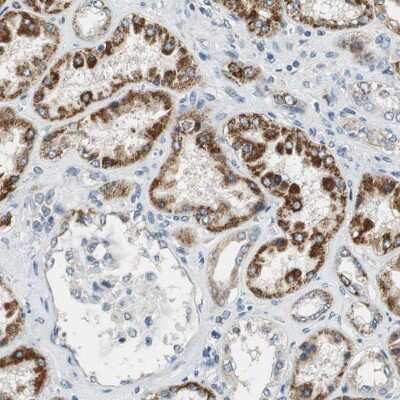 Immunohistochemistry-Paraffin: ALDH4A1 Antibody [NBP1-89149] - Staining of human kidney shows high expression.