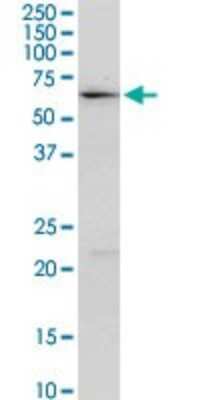 Western Blot: ALDH4A1 Antibody [H00008659-D01P] - Analysis of ALDH4A1 expression in NIH/3T3.