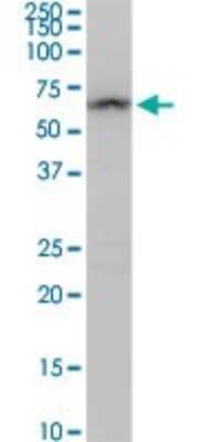 Western Blot: ALDH4A1 Antibody [H00008659-D01P] - Analysis of ALDH4A1 expression in mouse kidney.