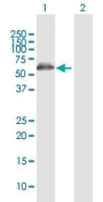 Western Blot: ALDH4A1 Antibody [H00008659-D01P] - Analysis of ALDH4A1 expression in transfected 293T cell line by ALDH4A1 polyclonal antibody.Lane 1: ALDH4A1 transfected lysate(61.70 KDa).Lane 2: Non-transfected lysate.