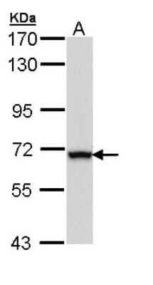 Western Blot: ALDH4A1 Antibody [NBP1-33384] - Sample (30 ug of whole cell lysate) A: Hep G2 7. 5% SDS PAGE; antibody diluted at 1:1000.