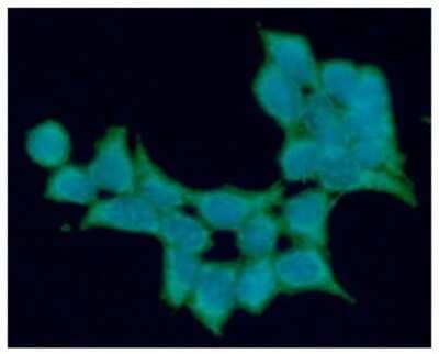 <b>Biological Strategies Validation and Orthogonal Strategies Validation.</b>Immunocytochemistry/Immunofluorescence: ALDH5A1 Antibody (17F5) [NBP2-59409] - Analysis of ALDH5A1 in 293T cells line, stained with DAPI (Blue) for nucleus staining and monoclonal anti-human ALDH5A1 antibody (1:100) with goat anti-mouse IgG-Alexa fluor 488 conjugate (Green).