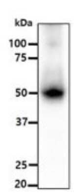 Western Blot: ALDH5A1 Antibody (17F5) [NBP2-59409] - Analysis in HepG2 cell lysates (40ug), resolved by SDS-PAGE.