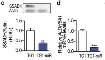 Western Blot: ALDH5A1 Antibody (17F5) [NBP2-59409] - Figure c: Downregulation of the ALDH5A1 protein product SSADH in TG1-miR. Western blot analysis. SSADH MW, 57 kDa; Actin MW, 42 kDa. Mean +/- SD, n = 3 independent biological samples. Figure d: Decreased ALDH5A1 mRNA levels in TG1-miR compared to TG1. Q-PCR assays. Mean +/- SD, n = 3 independent biological samples. Image collected and cropped by CiteAb from the following publication (link.springer.com/10.1007/s00401-016-1659-5), licensed under a CC-BY license.