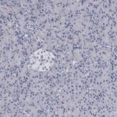 Immunohistochemistry-Paraffin: ALDH8A1 Antibody [NBP1-89151] - Staining of human pancreas shows low expression as expected.