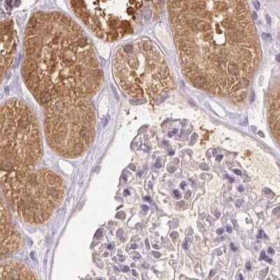 Immunohistochemistry-Paraffin: ALDH8A1 Antibody [NBP2-38753] - Staining of human kidney.