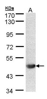 Western Blot: ALG1 Antibody [NBP1-32275] - Sample (30 ug of whole cell lysate)A: 293T 7. 5% SDS PAGE diluted at 1:500.