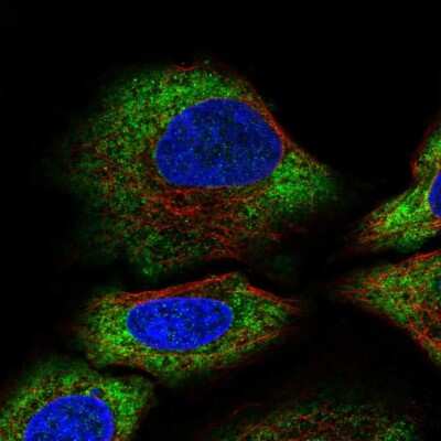 Immunocytochemistry/ Immunofluorescence ALG10 Antibody - BSA Free