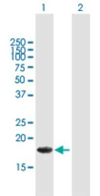 Western Blot: ALG13 Antibody [H00079868-B01P] - Analysis of ALG13 expression in transfected 293T cell line by ALG13 polyclonal antibody.  Lane 1: ALG13 transfected lysate(18.15 KDa). Lane 2: Non-transfected lysate.