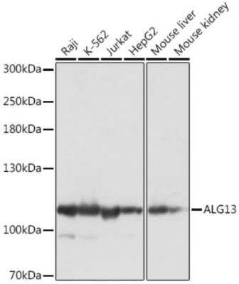 Western Blot ALG13 Antibody - Azide and BSA Free