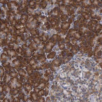 Immunohistochemistry-Paraffin: ALG2 Antibody [NBP1-84569] - Staining of human pancreas shows strong cytoplasmic positivity in exocrine glandular cells.