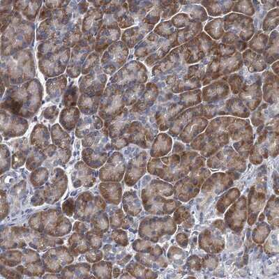 Immunohistochemistry-Paraffin: ALG2 Antibody [NBP1-85715] - Staining of human pancreas shows moderate cytoplasmic positivity in exocrine glandular cells.