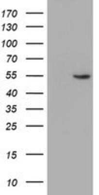 Western Blot ALG2 Antibody (OTI3C2) - Azide and BSA Free