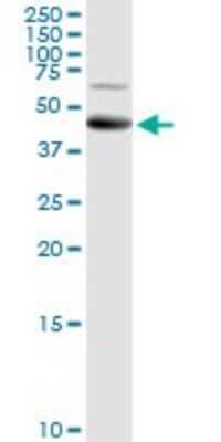 Western Blot: ALG2 Antibody [H00085365-D01P] - Analysis of ALG2 expression in A-431.