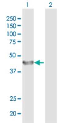 Western Blot: ALG2 Antibody [H00085365-D01P] - Analysis of ALG2 expression in transfected 293T cell line by ALG2 polyclonal antibody.Lane 1: ALG2 transfected lysate(47.10 KDa).Lane 2: Non-transfected lysate.