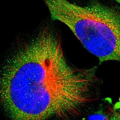 Immunocytochemistry/Immunofluorescence: ALG5 Antibody [NBP1-88767] - Immunofluorescent staining of human cell line U-251 MG shows localization to cytosol.