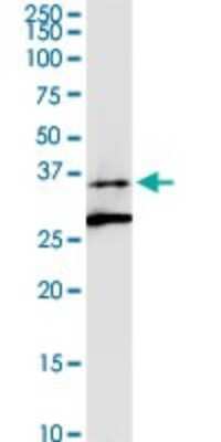 Western Blot: ALG5 Antibody [H00029880-D01P] - Analysis of ALG5 expression in HepG2.