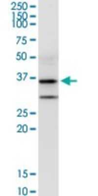 Western Blot: ALG5 Antibody [H00029880-D01P] - Analysis of ALG5 expression in human pancreas.
