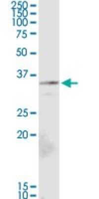 Western Blot: ALG5 Antibody [H00029880-D01P] - Analysis of ALG5 expression in mouse lung.