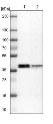 Western Blot: ALG5 Antibody [NBP1-88767] - Lane 1: NIH-3T3 cell lysate (Mouse embryonic fibroblast cells). Lane 2: NBT-II cell lysate (Rat Wistar bladder tumor cells).