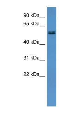 Western Blot: ALG8 Antibody [NBP1-69028] - Rat Heart lysate, concentration 0.2-1 ug/ml.