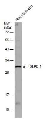 Western Blot: ALKBH3 Antibody [NBP3-12996] - Rat tissue extract (50 ug) was separated by 12% SDS-PAGE, and the membrane was blotted with DEPC-1 antibody (NBP3-12996) diluted at 1:1000.