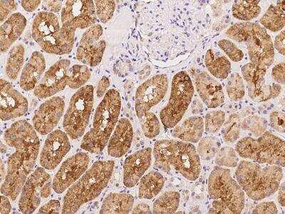 Immunohistochemistry-Paraffin: ALKBH4 Antibody [NBP3-06195] - Immunochemical staining of human ALKBH4 in human kidney with rabbit polyclonal antibody at 1:100 dilution, formalin-fixed paraffin embedded sections.