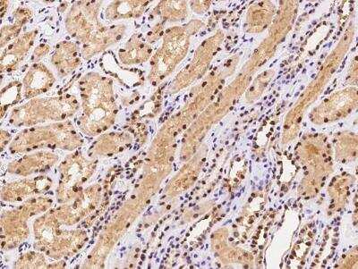 Immunohistochemistry-Paraffin: ALKBH5 Antibody [NBP3-06321] - Staining of human ALKBH5 in human kidney with rabbit polyclonal antibody at 1:100 dilution.
